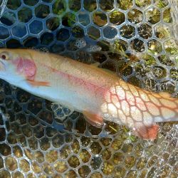 イトウ記録更新！ ～フィッシングパーク高島の泉～